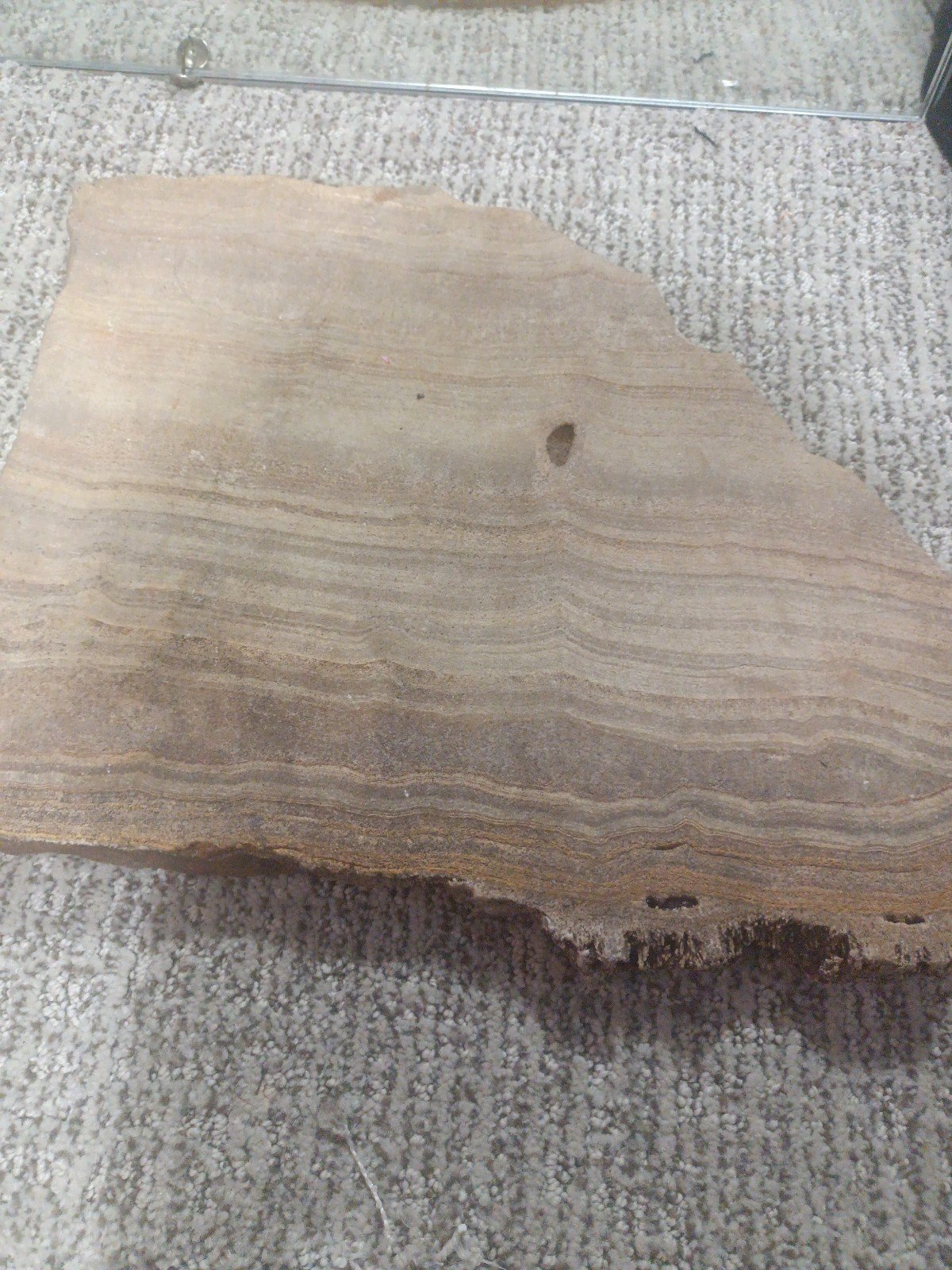 Petrified wood rocks and minerals