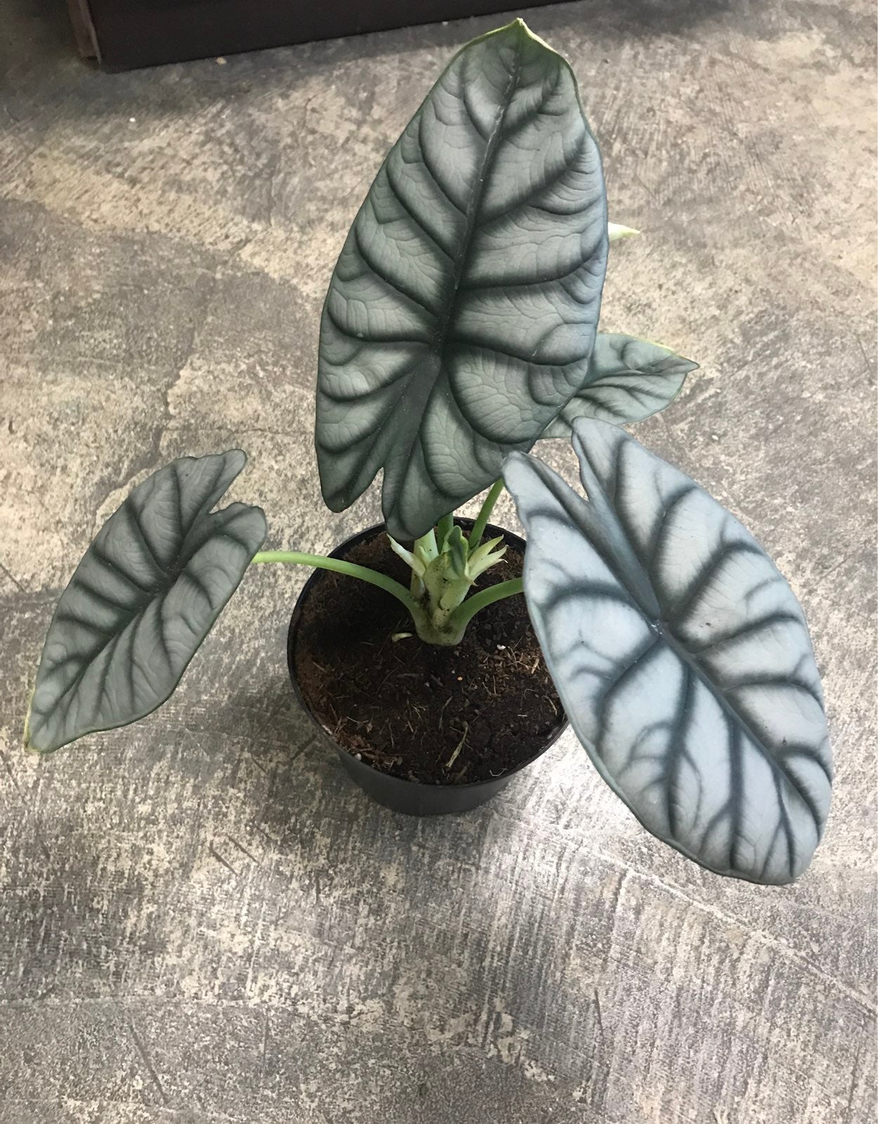 Rare Indoor Alocasia Silver Dragon Plant