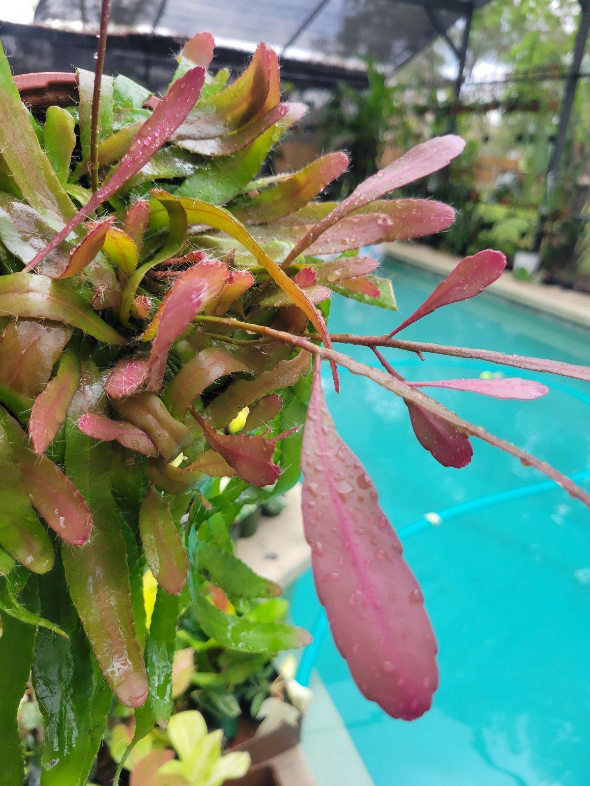 Pseudorhipsalis ramulosa mistletoe red 6