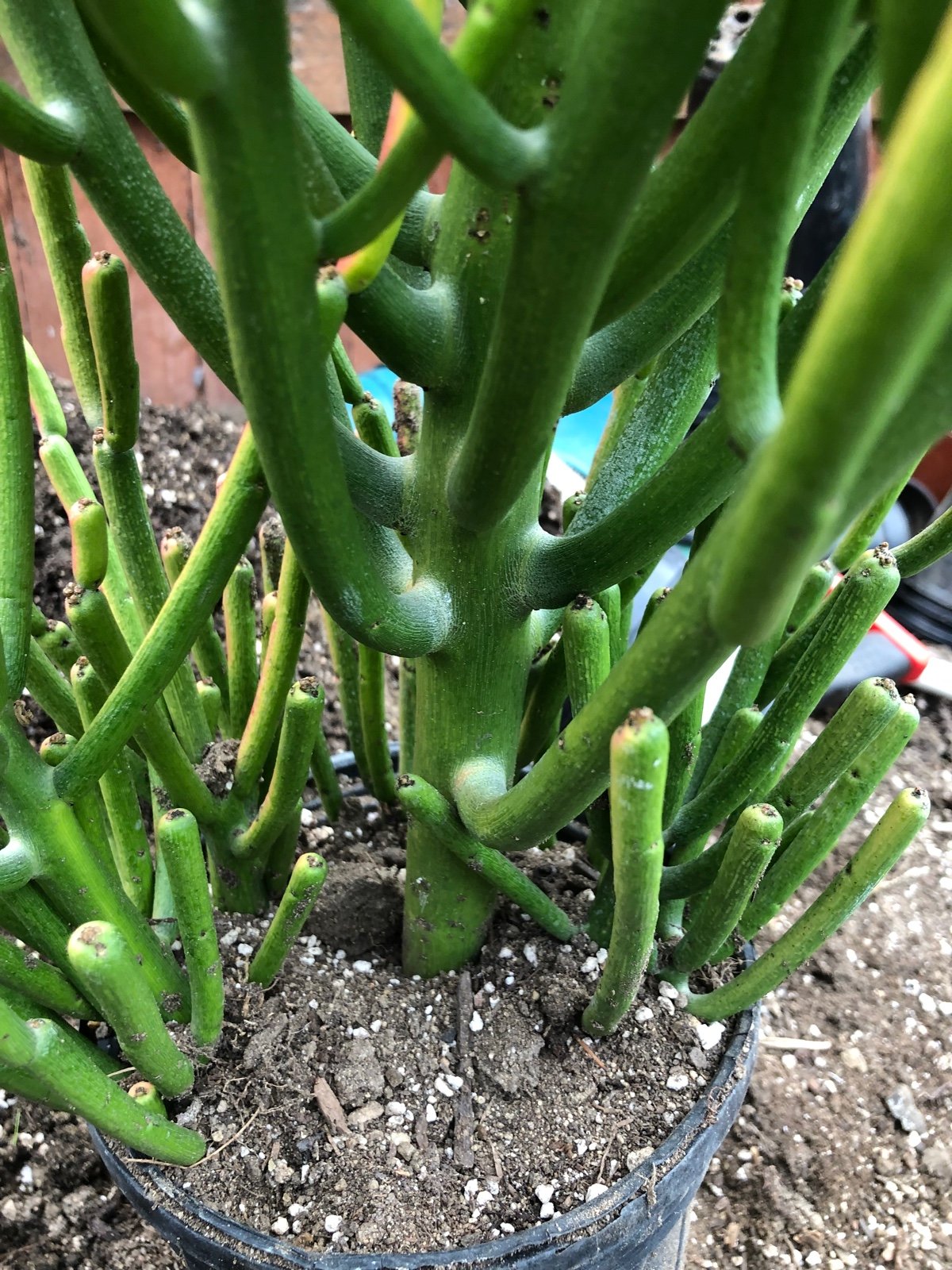 Special order Roberts Euphorbia tirucalli Firestick sales Plants