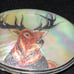 Belt Buckle - Buck - Etched in Mother of Pearl - Metal Backing