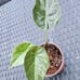 Varigated Alocasia Wentii