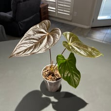 “Dressleri” Anthurium - Imported From Indonesia - Ships via UPS 3-Day