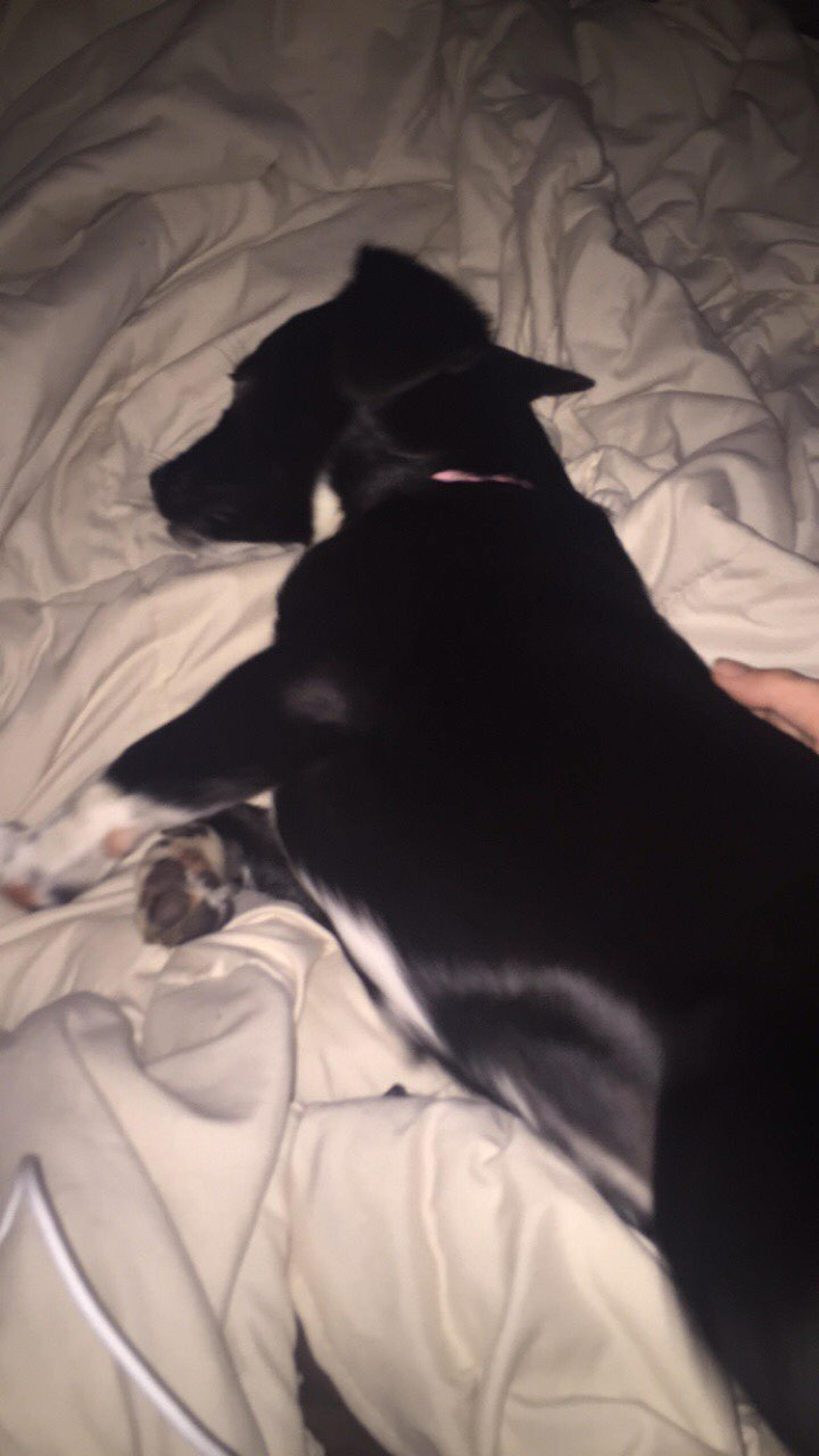 a dog