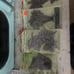 Stampendous Cling Rubber Stamps, Set of 12, Unopened in Great Condition