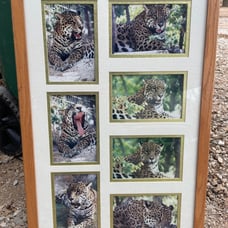 Framed Signed Photos of Domino The Jaguar from The Exotic Feline Sanctuary Texas