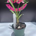 Grammatocymbidium Pakkret Nova #1 New Hybrid Rare Mericlone Seedlings