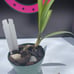 Grammatocymbidium Pakkret Nova #1 New Hybrid Rare Mericlone Seedlings