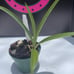 Grammatocymbidium Pakkret Nova #1 New Hybrid Rare Mericlone Seedlings