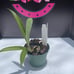 Grammatocymbidium Pakkret Nova #1 New Hybrid Rare Mericlone Seedlings