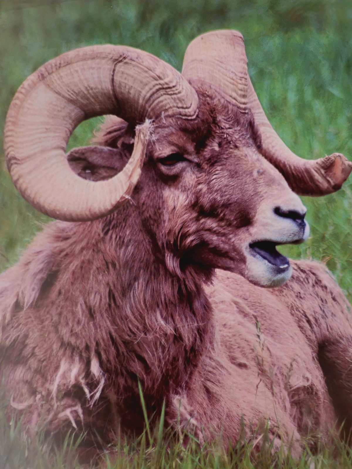 Sheeping time