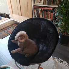 Furry Comfort: The Plush Pinnacle Faux Fur Saucer Chair