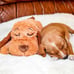 SmartPetLove Original 12 Snuggle Puppy Heartbeat Stuffed Dogs Puppy Toy PN:8-24