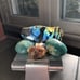 Amazonite, Labradorite, & Aragonite Crystal Stone Set Grounding, Peace, Healing