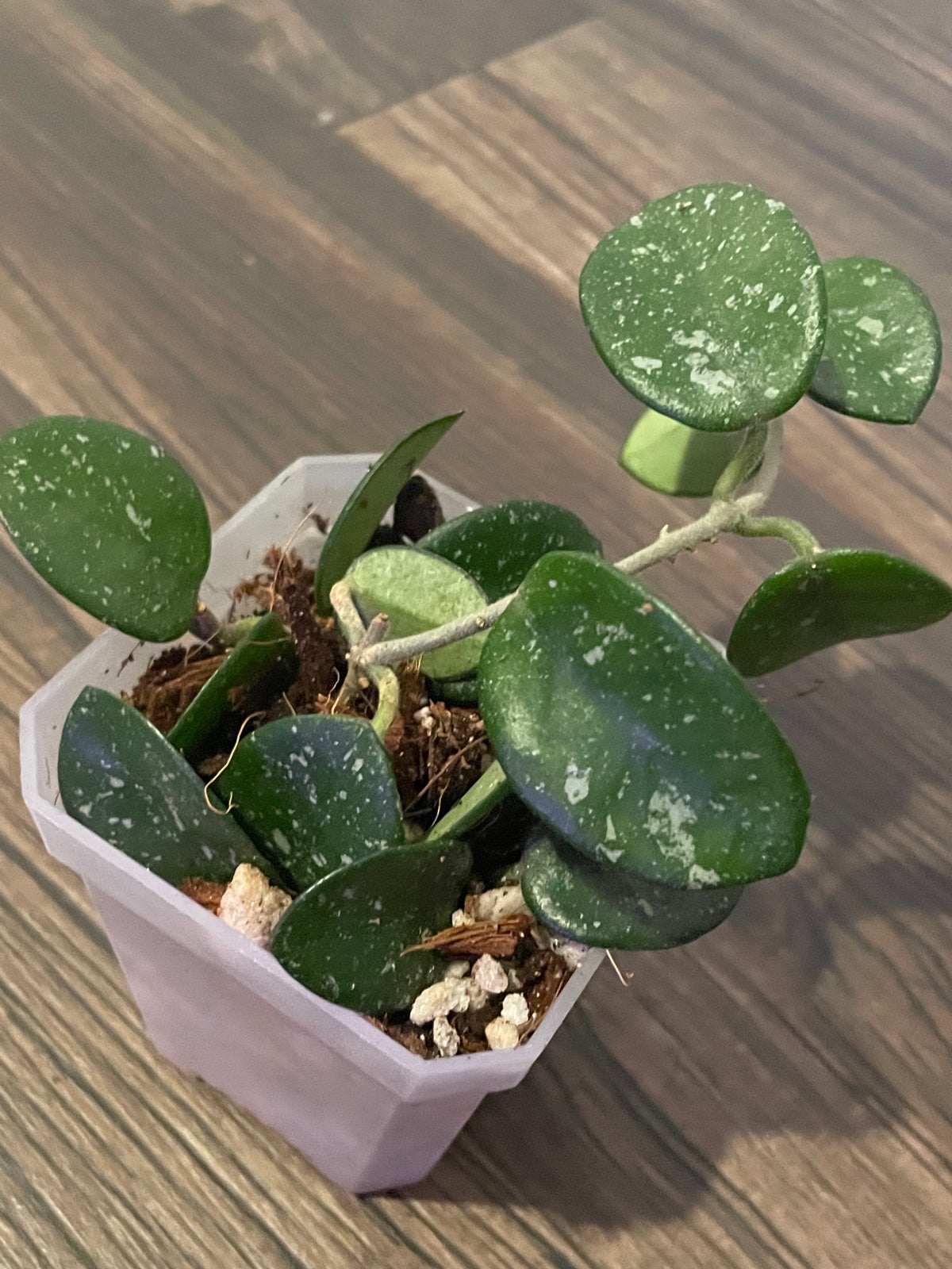 Hoya Mathilde Splash