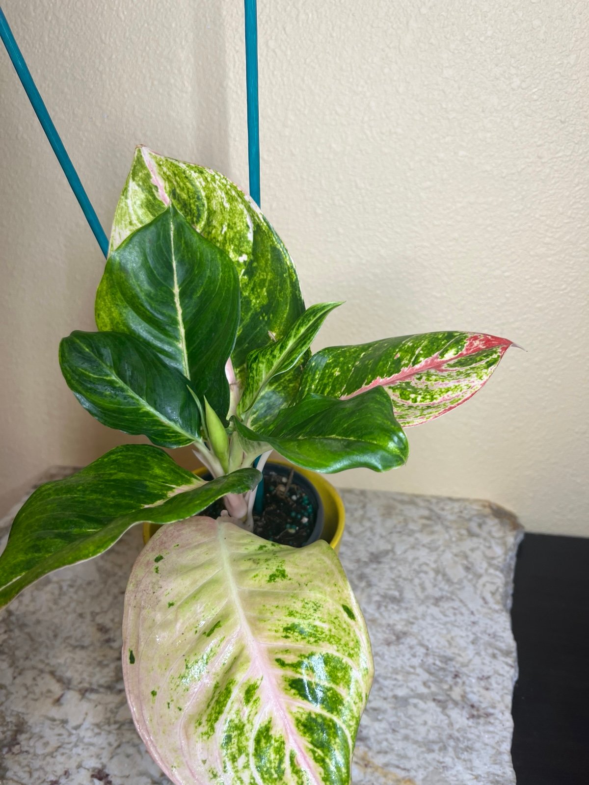 Aglaonema Mahasombat