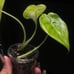 Alocasia epilithica variegated