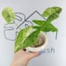 Alocasia epilithica variegated