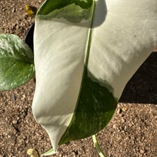Monstera Deliciosa albo variegated (high color)