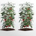 6 Packs 39 in Square Wire Tomato/eggplant/cucumber Growing Cages ,Heavy Duty