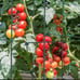 6 Packs 39 in Square Wire Tomato/eggplant/cucumber Growing Cages ,Heavy Duty