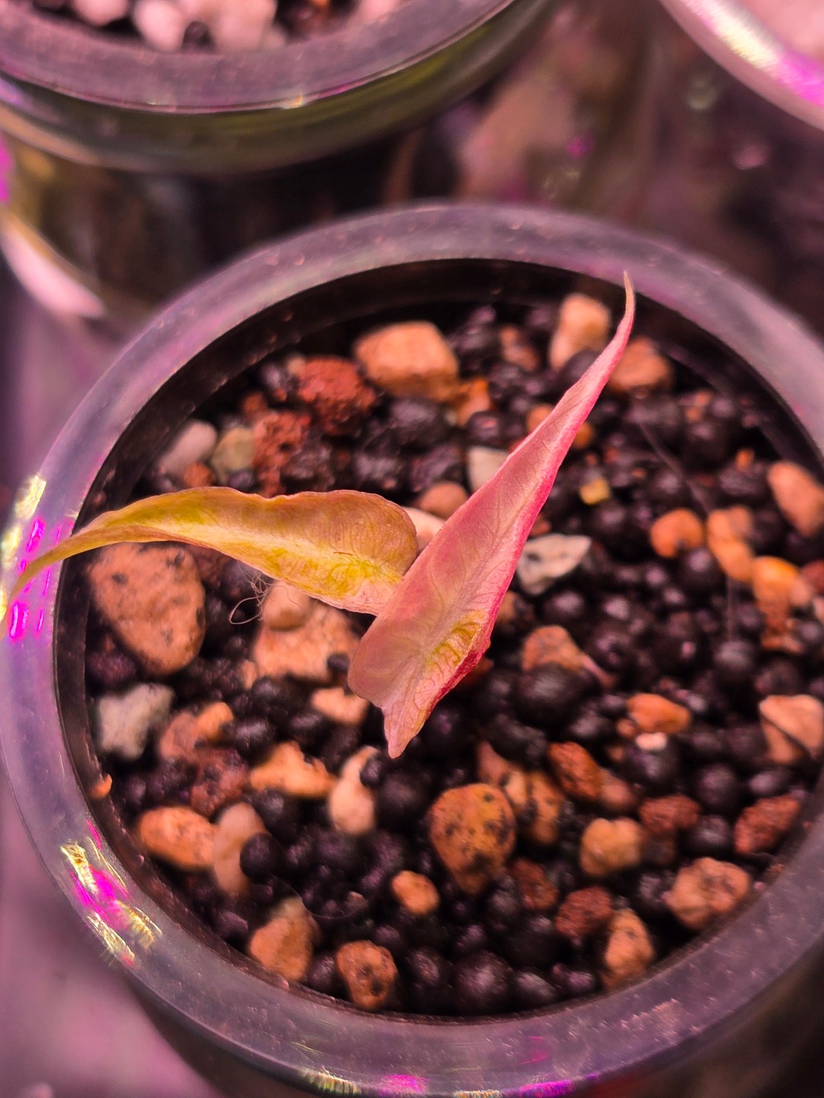 Variegated Alocasia Amazonica PUP