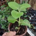 planta de orégano /read descriptión before Buy It
