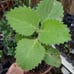 planta de orégano /read descriptión before Buy It