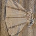 NWT free people crop tank