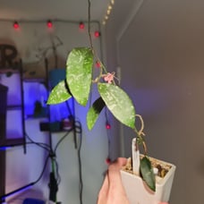 Rare Hoya Phuwuaensis