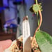 Rare Hoya Phuwuaensis
