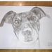 Custom Pet Portraits - Hand-Drawn Masterpieces