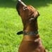Top layer cofskin nail Swarovski and Turquoise dog collar Medium large dog leath