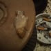 arrowheads
