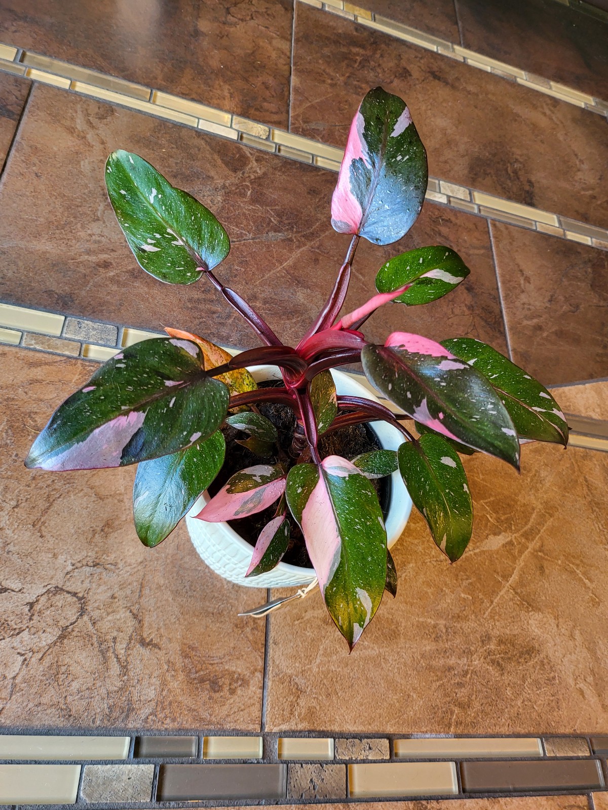 Pink Princess rooted 6 #1