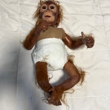Ashton Drake 13’ Monkey Chimp Orangutan Simon Laurens Realistic