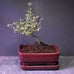 Slanting Shakkan Bonsai Gold Mirror Bush Coprosma in Glazed pot