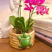 Chinoiserie Bamboo Turtle Planter