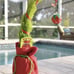 ONE (1) Christmas Trader Joe’s GRUMP/GRINCH Live Cypress Tree! SO CUTE!