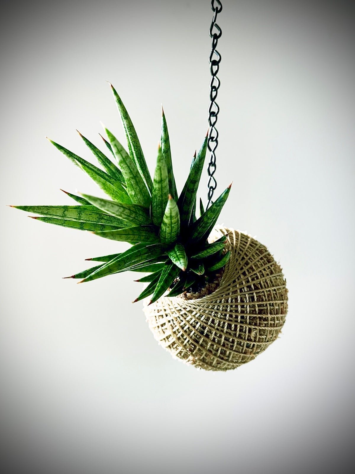 Kokedama - Sansevieria ‘Francisii’