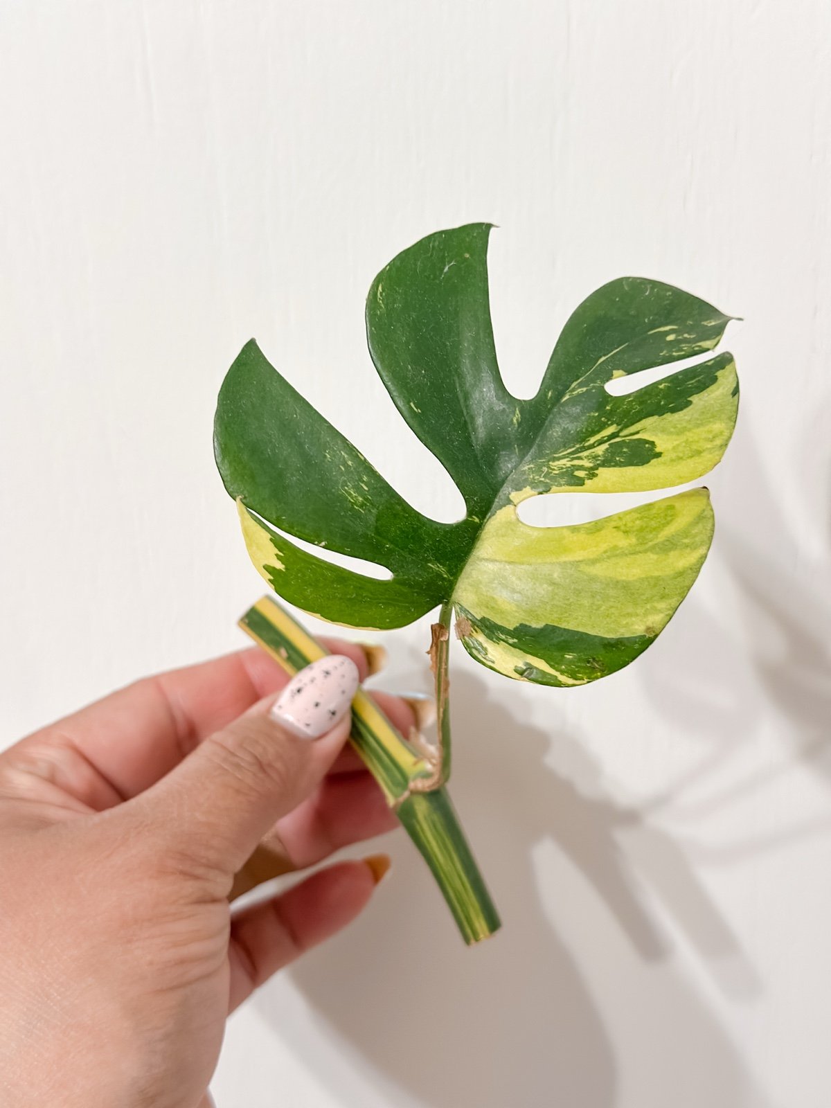 Variegated Mini Monstera