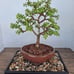 Jade Bonsai
