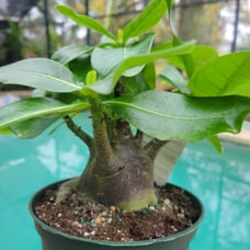 Adenium zombie 6