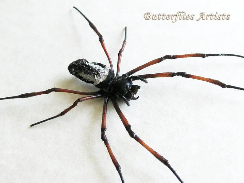 Red-legged Golden Orb-Web Spider Nephila Inaurata Framed