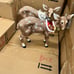 kringle express set christmas reindeer's