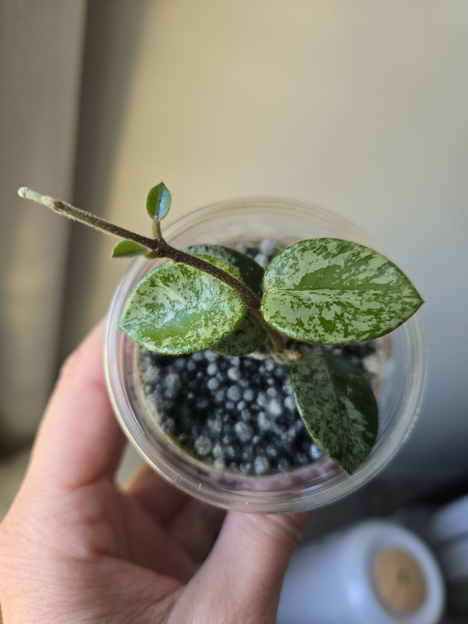Hoya Mathilde Super Silver Splash
