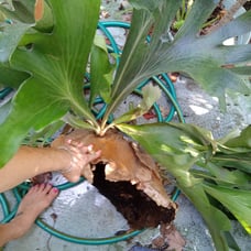 Staghorn Fern