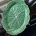 Vintage VTG Bordallo Pinheiro Cabbage Green Oval 14.5” Serving Platter Portugal