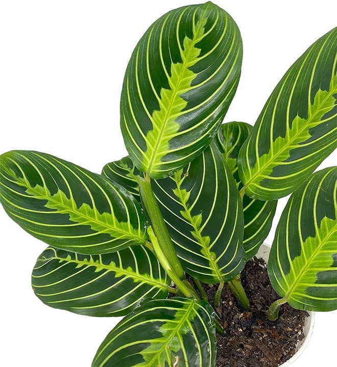 Lemon Lime Prayer Plant, Lemon Lime Maranta 4 inch Pot