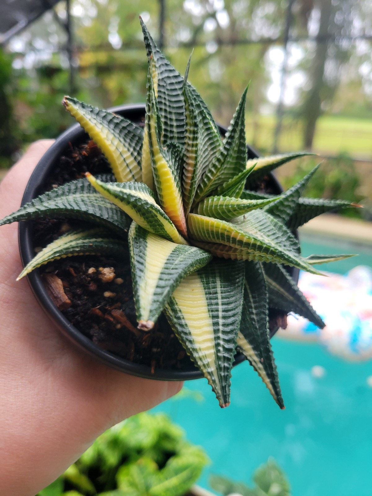 Hoya nova ghost